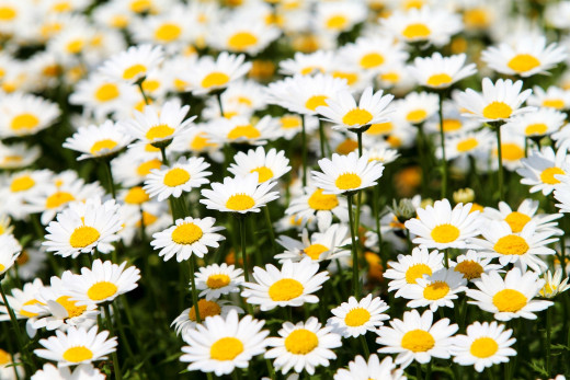 543562 (a): :2500x1667